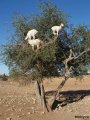 Белые козы на дереве
