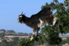 Марокканская коза на дереве