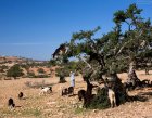 Марокко, козы на ветках дерева