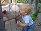 Поцелуй со свинкой
