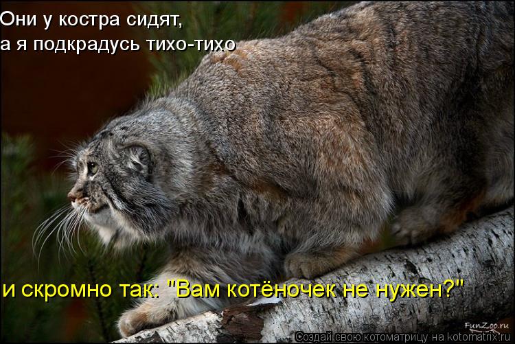 Вам котёночек не нужен?