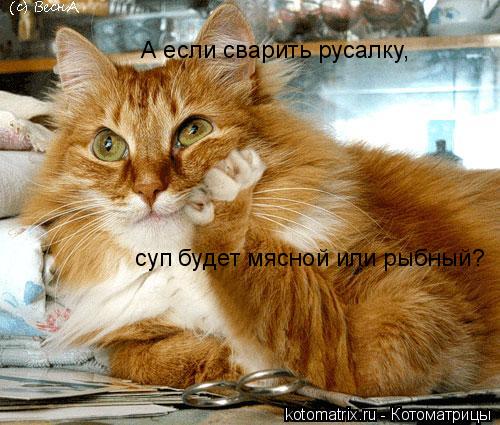 Кото-поворо-философ